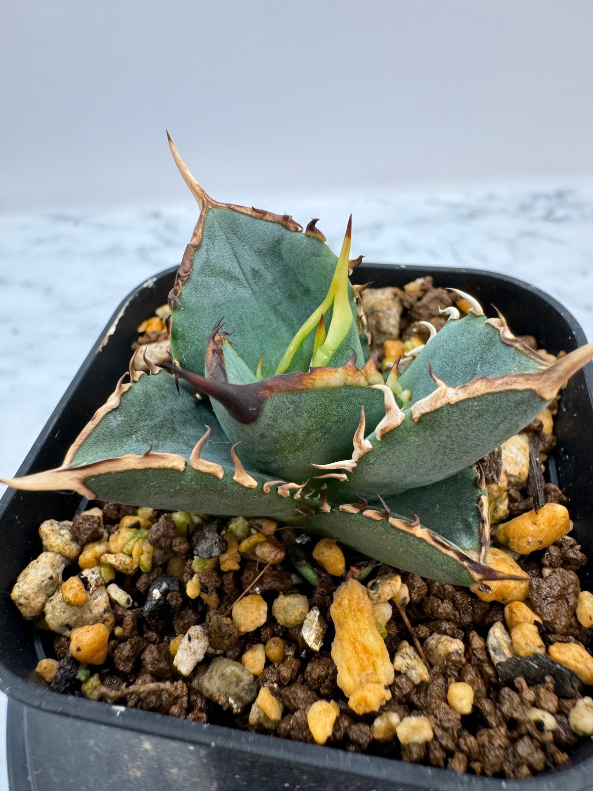 Agave Titanota タワーオブバベル(Lize血統）子株 抜き苗発送