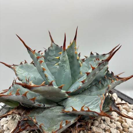 545【上澳園芸】 アガベ 碧奧蘭蒂（ビオランテ） 良質子株 LED管理株 545【上澳園芸】 アガベ 碧奧蘭蒂（ビオランテ） 良質子株 LED管理株 上澳