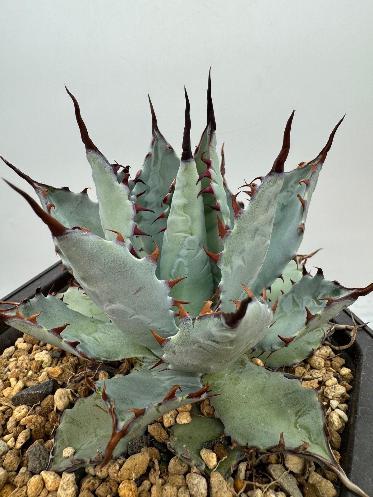 【クローバー】鉢ごと発送　子株付き　甲蟹×屈原の舞扇 クローバー】鉢ごと発送 子株付き 甲蟹×屈原の舞扇 クローバー様