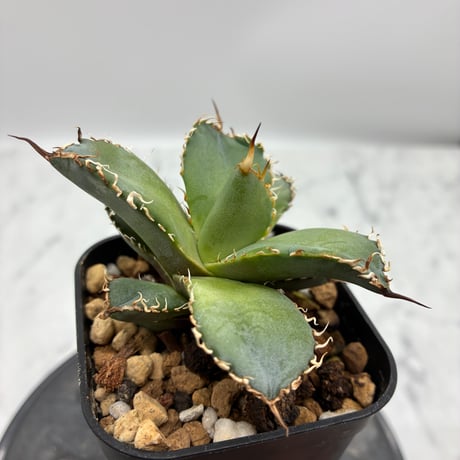 Agave titanota フィリグリー①(Lize血統) 　抜き苗発送
