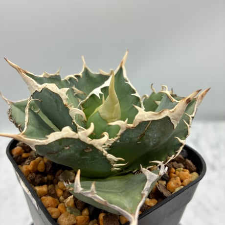 Agave Japan ジャパン CATEGORY Agave | N PLANTS