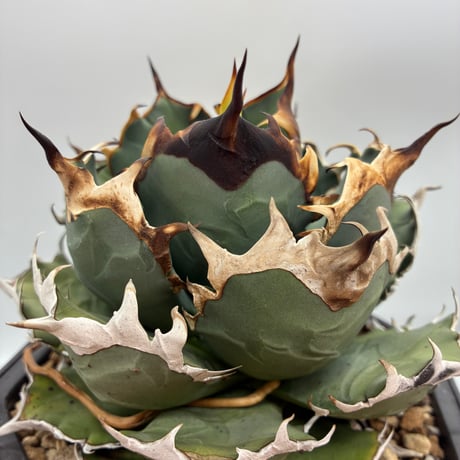 Agave Titanota 姫厳龍子株① Lize血統 抜き苗発送