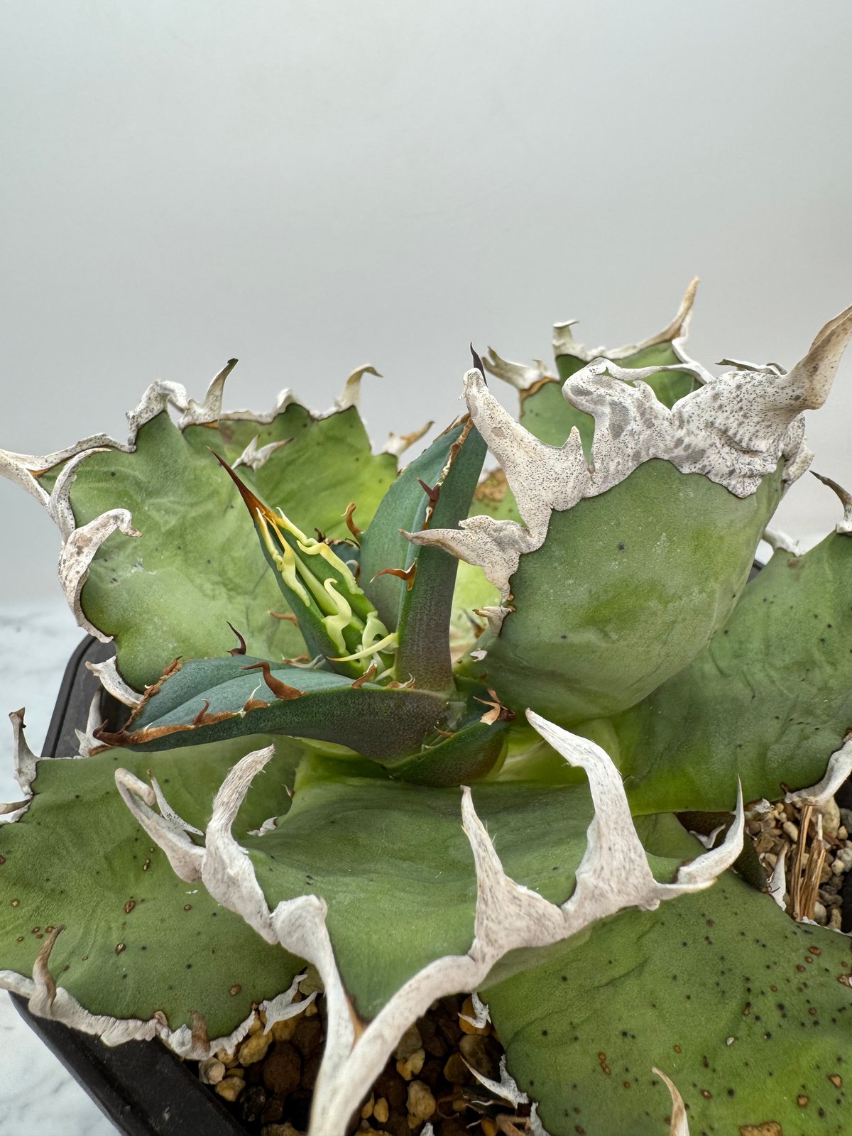 アガベ シーザー lize血統 Agave Titanota シーザー子株(Lize血統) 未発根 | AgaveLives