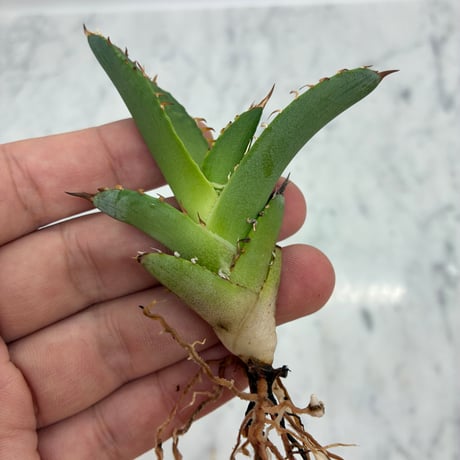 キシロハイブリッド　子株④(Lize血統) 抜き苗発送