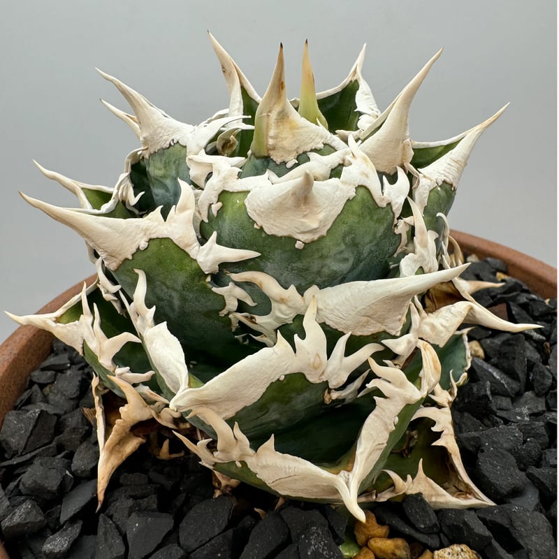 ガンバボーイ　アガベ　チタノタ　大白鯊　lize血統 アガベ・チタノタ 大白鯊／Lize血統（芽）-004｜agave titanota