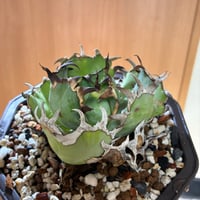 Agave titanota 黒鯨子株(Lize血統) 　抜き苗発送