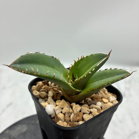Agave titanota 鯊魚剣①(Lize血統) 　抜き苗発送
