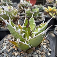 キシロハイブリッド　子株④(Lize血統) 抜き苗発送