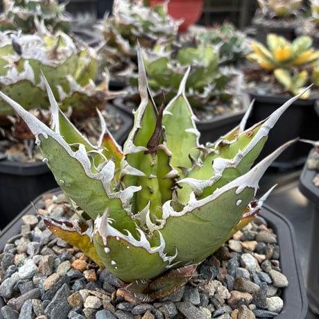 CATEGORY Agave | AgaveLives
