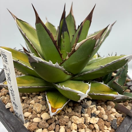 CATEGORY Agave | AgaveLives