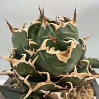 Agave titanota 白鯨子株②(Lize血統) 抜き苗発送 | AgaveLives