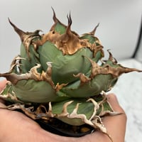 Agave Titanota シーザー子株 Lize血統 抜き苗発送
