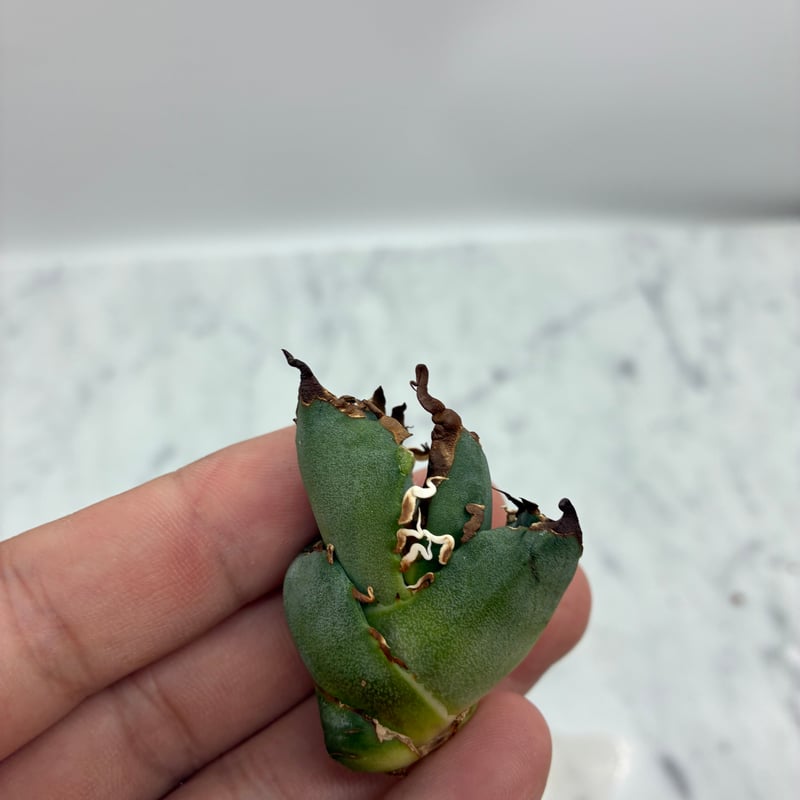 Agave titanota SAD(南アフリカダイヤモンド)子株② 未発根