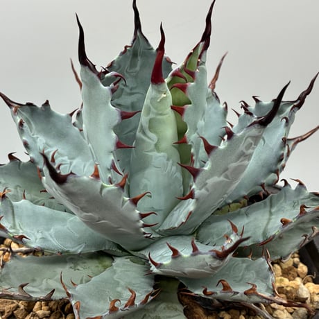 24個セットアガベチタノタ曲刺八蕾‼️726*24 24個セットアガベチタノタ曲刺八蕾‼️726*24 アガベ：チタノタ