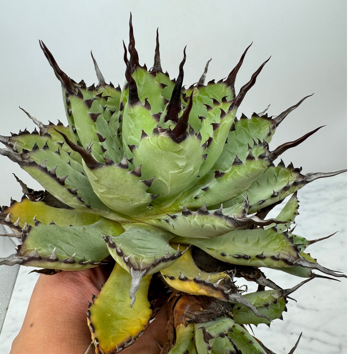 アガベ　マクロアカンサ　‘Merge teeth’ 連棘　曲棘　親サイズ アガベ マクロアカンサ 'Merge teeth' 連棘 曲棘 親サイズ