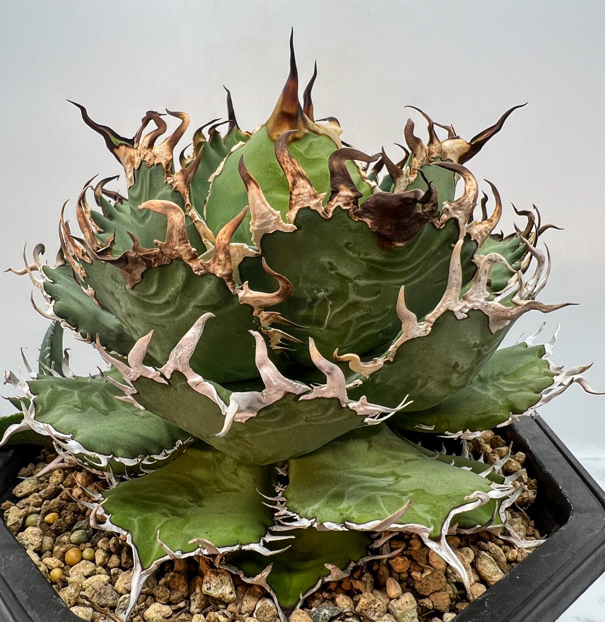 Agave Titanota フィリグリー(Lize血統) | AgaveLives