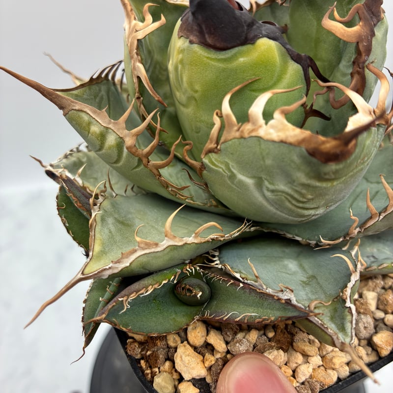 Agave Oteroi子株②（オアハカ産）抜き苗発送 | AgaveLives
