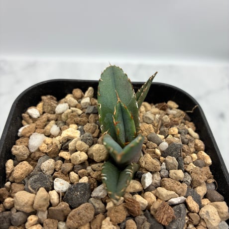 Agave titanota 狂刺夕映子株(Lize血統) 抜き苗発送