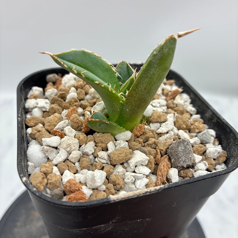 Agave Titanota 大白鯊(Lize血統)の子株② 未発根 | AgaveLives