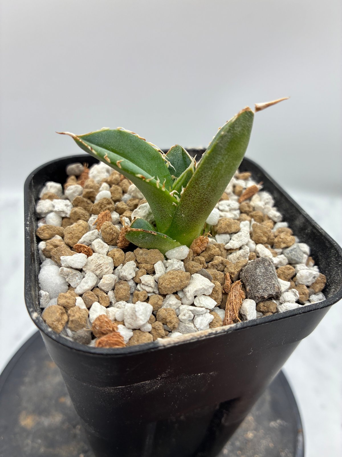 Lize血統 大白鯊 発根済み子株2株セット！ Agave Titanota 大白鯊(Lize