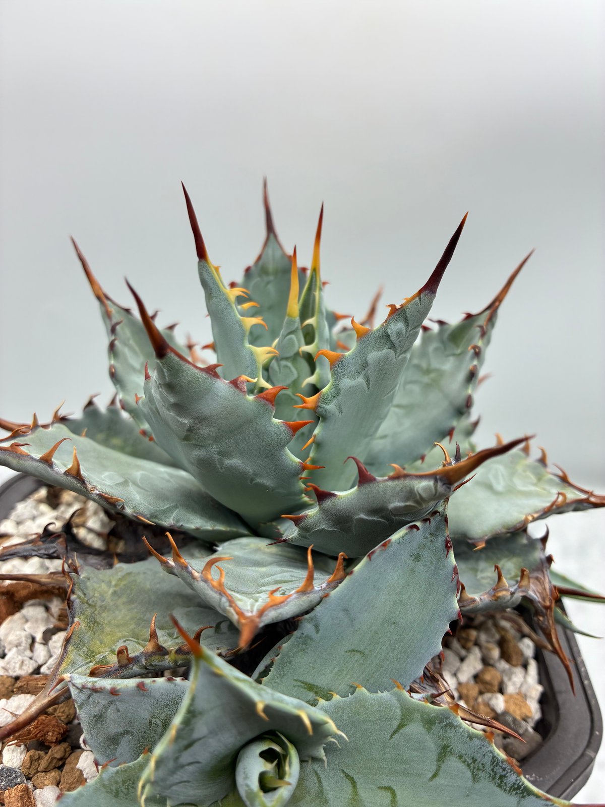 甲蟹x屈原(No.16) 子株②(Lize血統) 抜き苗発送 | AgaveLives