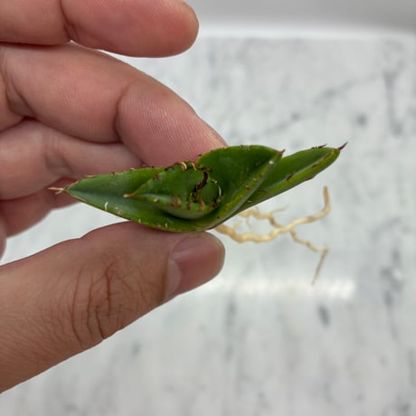 キシロハイブリッド　子株①(Lize血統) 抜き苗発送