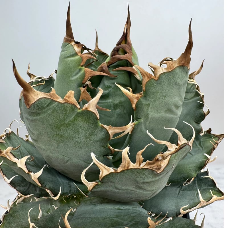 アガベ オテロイ オアハカ 親株 【公式通販】