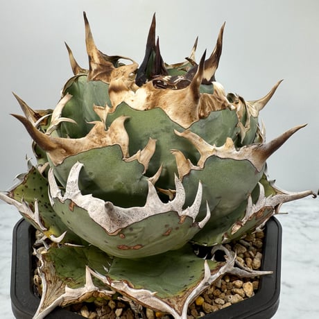 Lize血統　麻花龍　子株　発根済み！ Lize血統 麻花龍 子株 発根済み！