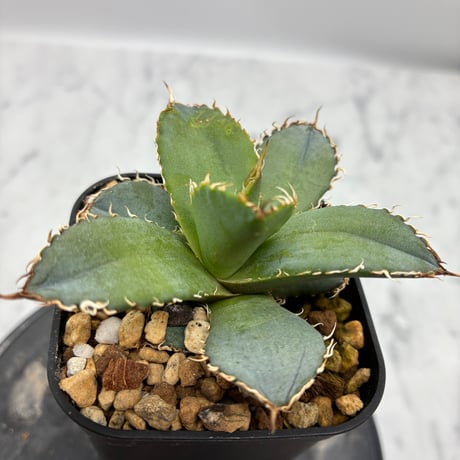 Agave titanota フィリグリー②(Lize血統) 　抜き苗発送
