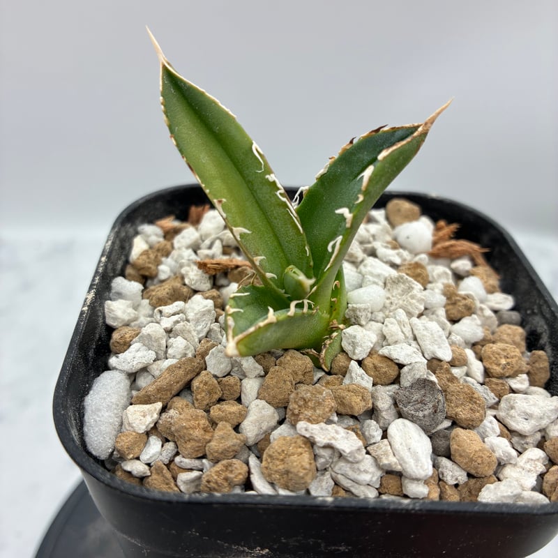 Lize血統　大白鯊　発根済み子株 Agave Titanota 大白鯊(Lize血統)の子株① 未発根 | AgaveLives