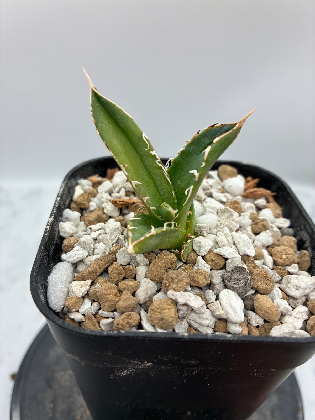 LIZE血統 大白鯊 未発根子株② Agave Titanota 大白鯊(Lize血統)の子株② 未発根 | AgaveLives