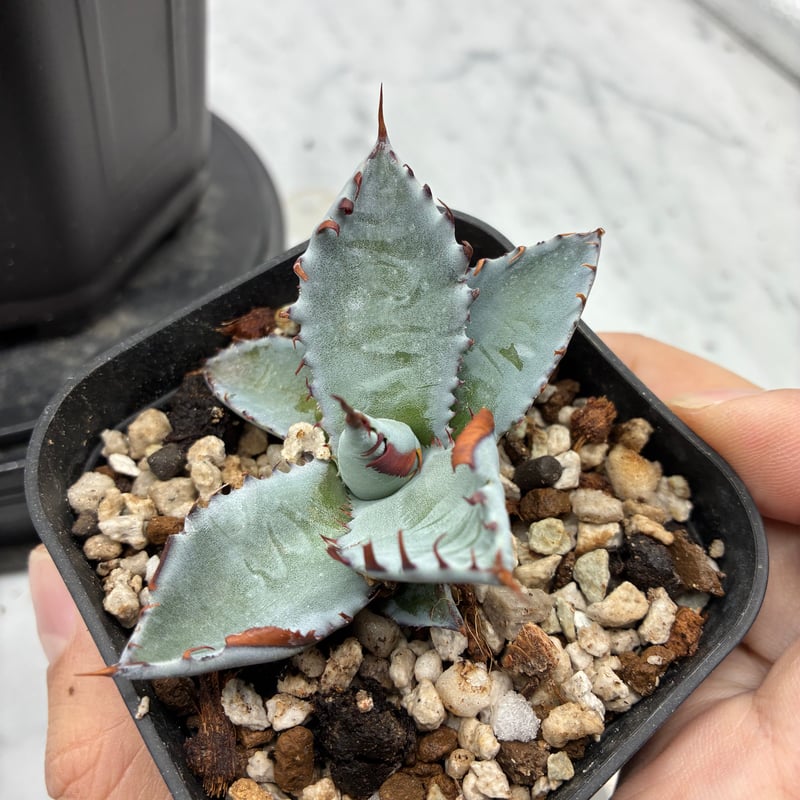 アガベ　甲蟹×屈原の舞扇hyb　Lize産【4/27撮影】☆発根済子株☆ 甲蟹x屈原舞扇 No.42子株(Lize血統、第4世代子株) 抜き苗発送 | AgaveLives