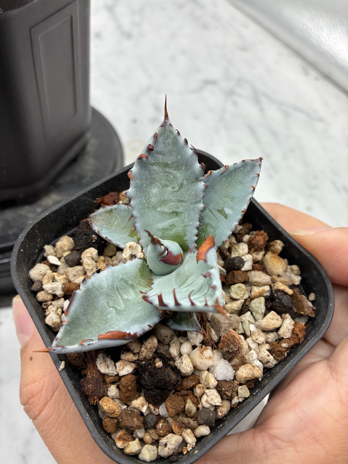 甲蟹x屈原舞扇 No.42子株(Lize血統、第4世代子株) 抜き苗発送 | AgaveLives