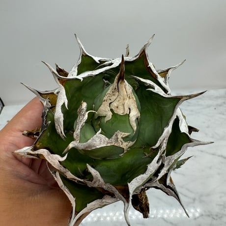 Agave Titanota 烈焔親株 子株付き（Lize産) 未発根 | AgaveLives