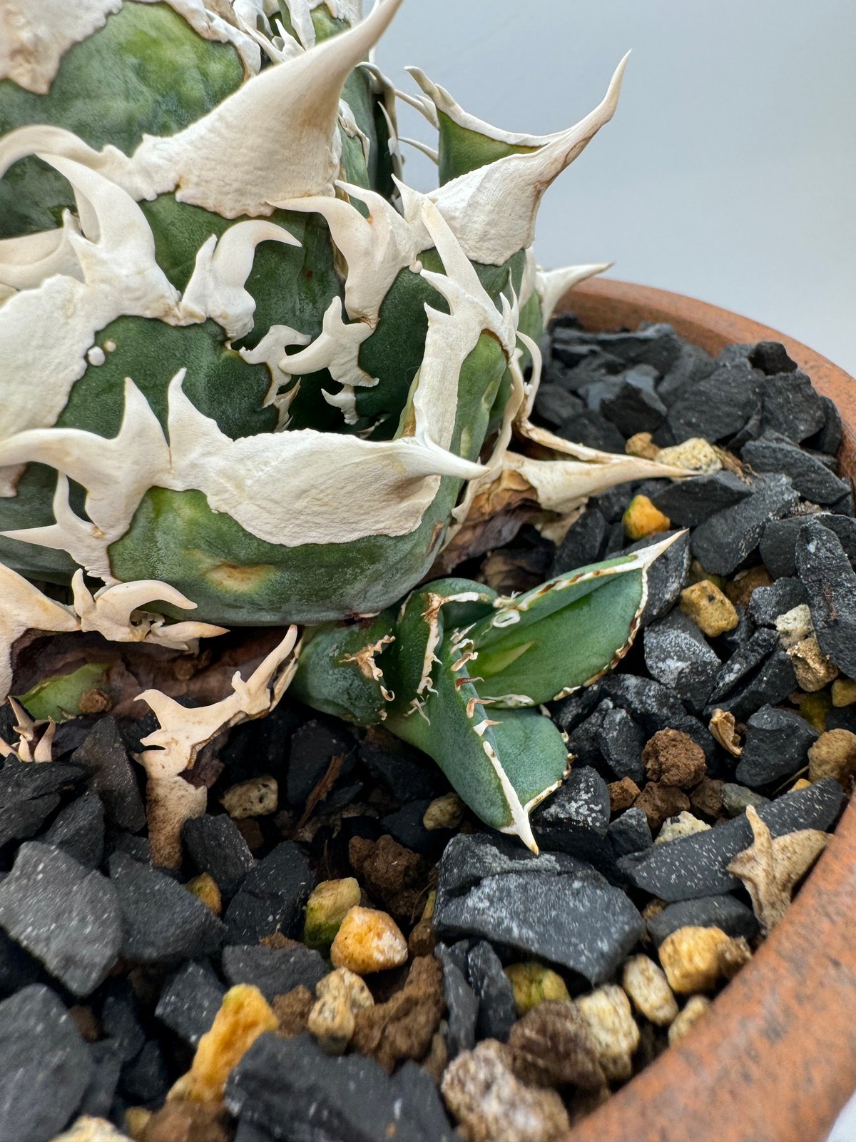Agave Titanota 大白鯊(Lize血統)の子株 未発根 | AgaveLives