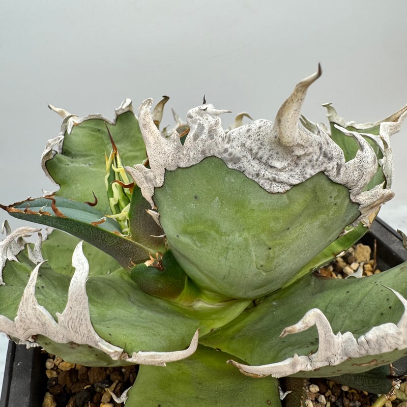 Agave Titanota シーザー子株(Lize血統) 未発根 | AgaveLives Agave Titanota シーザー子株(Lize血統) 未発根 | AgaveLives