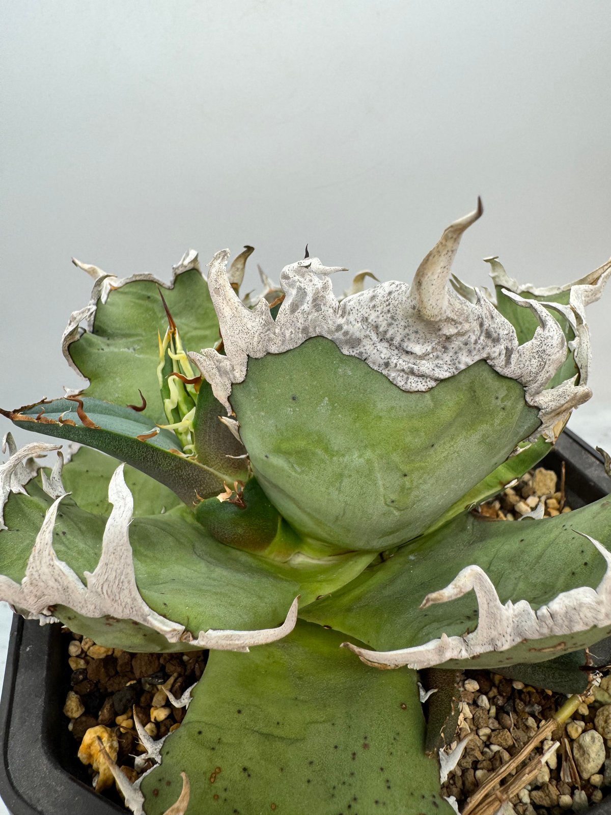 Agave Titanota シーザー子株(Lize血統) 未発根 | AgaveLives