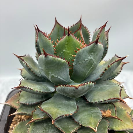 CATEGORY Agave | AgaveLives