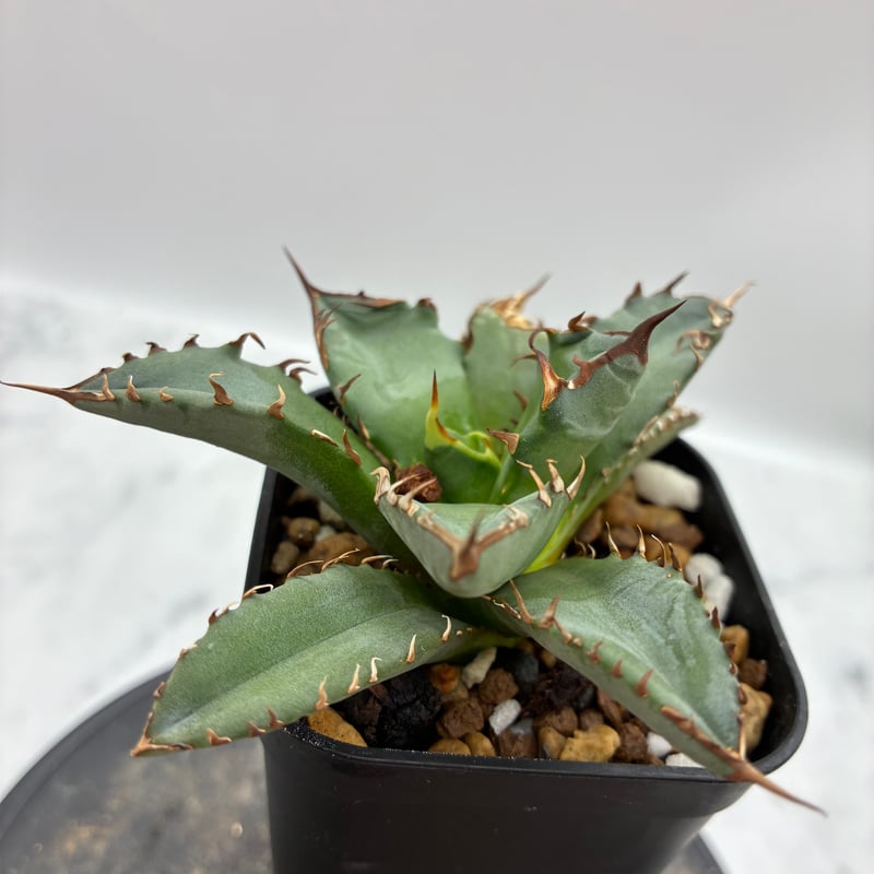 Agave Titanota 姫厳龍子株① Lize血統 抜き苗発送 | AgaveLives