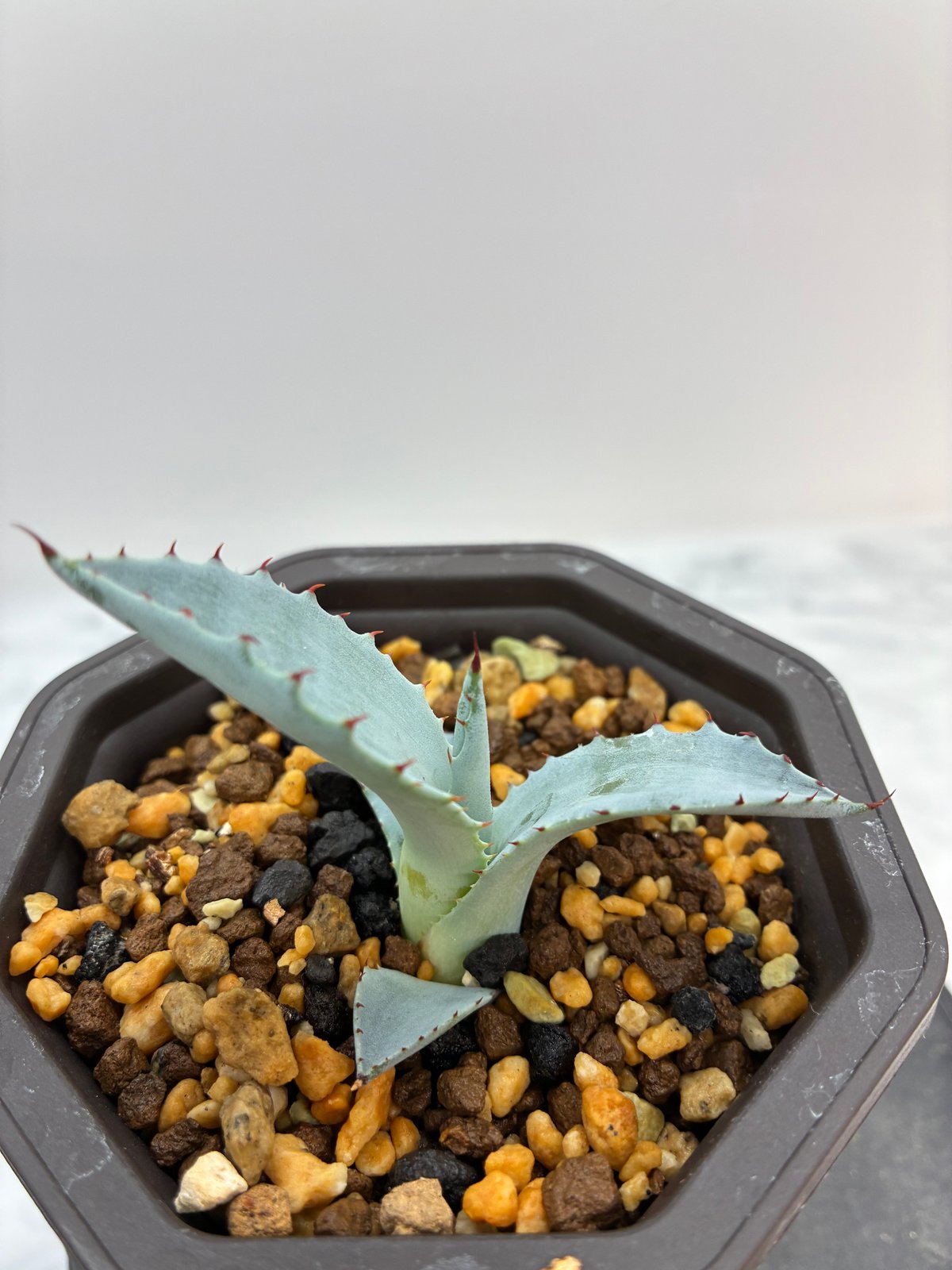 激怒甲蟹x屈原舞扇（激怒之舞） No.42子株(Lize血統) 抜き苗発送