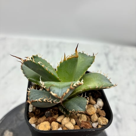 Agave titanota フィリグリー①(Lize血統) 　抜き苗発送