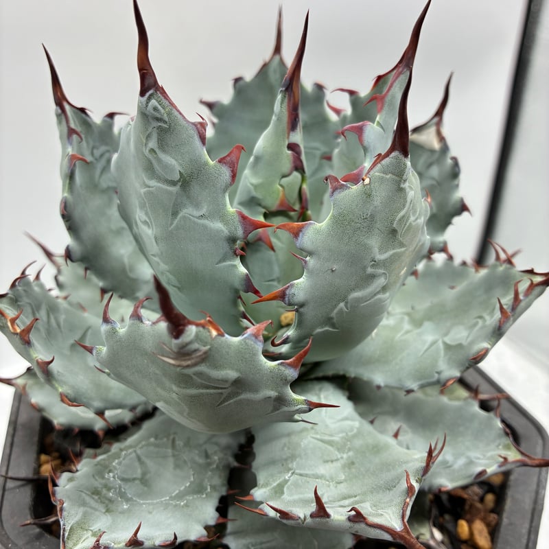 激怒之舞(No.26) 親株(Lize産) 抜き苗発送 ※子株含まず | AgaveLives