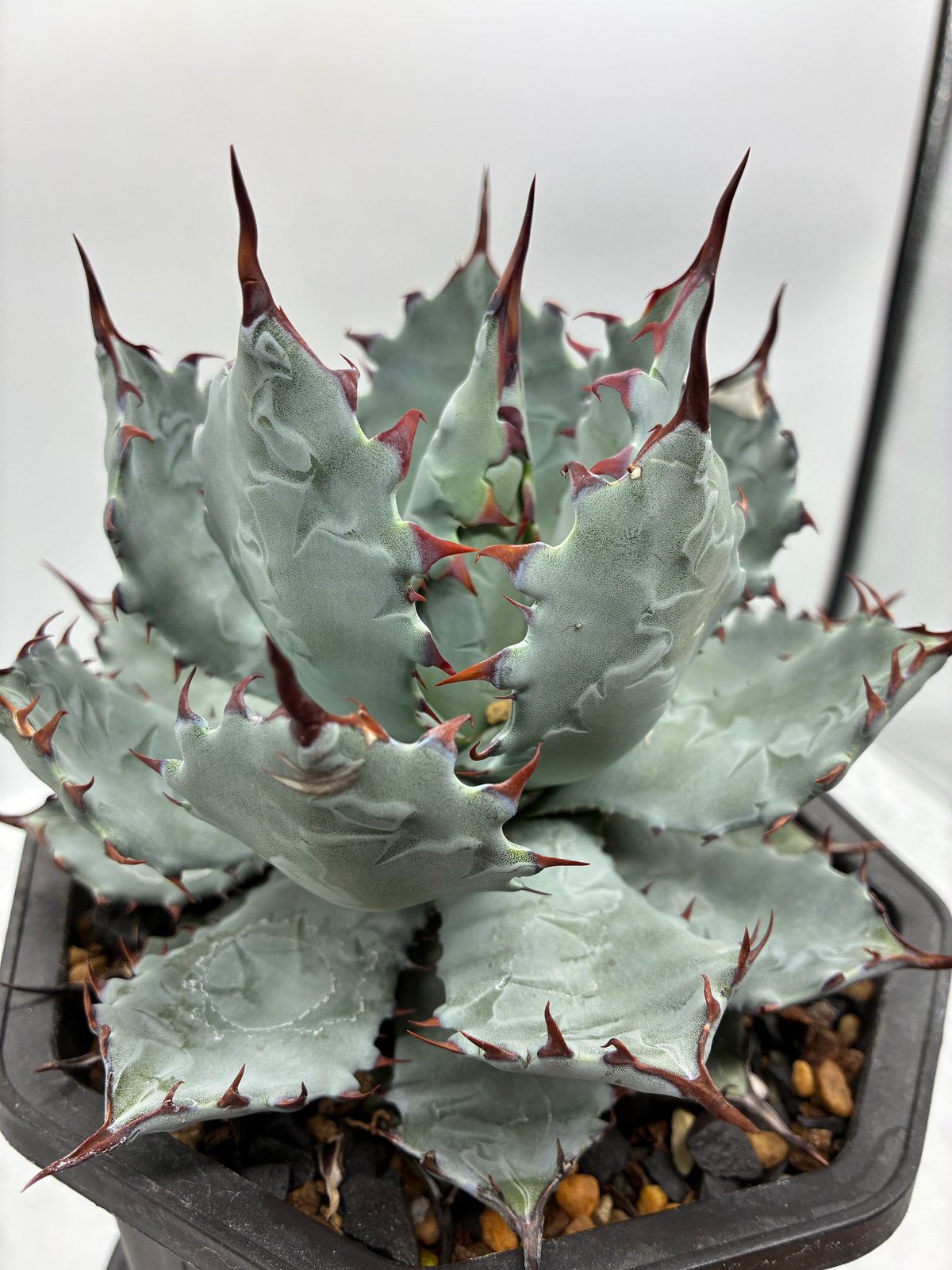 Agave no neme 中株 lize直接購入のおまけ株 Agave no neme 中株