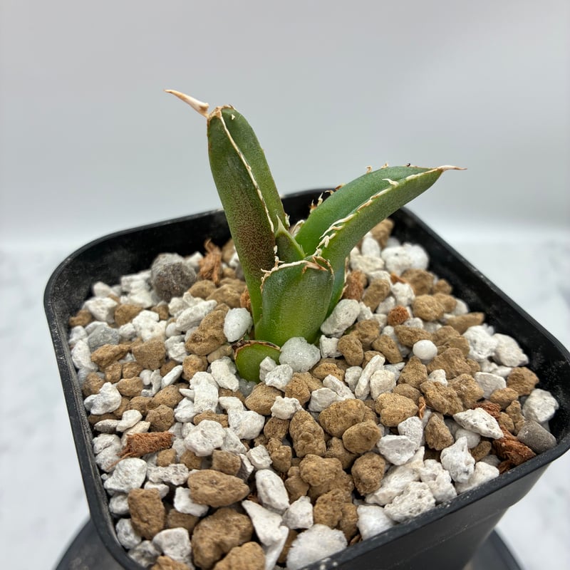 Agave Titanota 大白鯊(Lize血統)の子株② 未発根 | AgaveLives