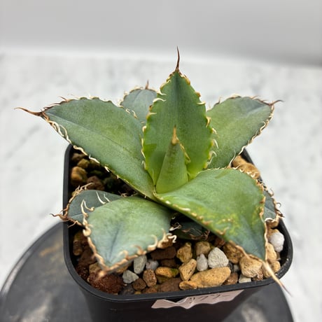Agave titanota フィリグリー②(Lize血統) 　抜き苗発送