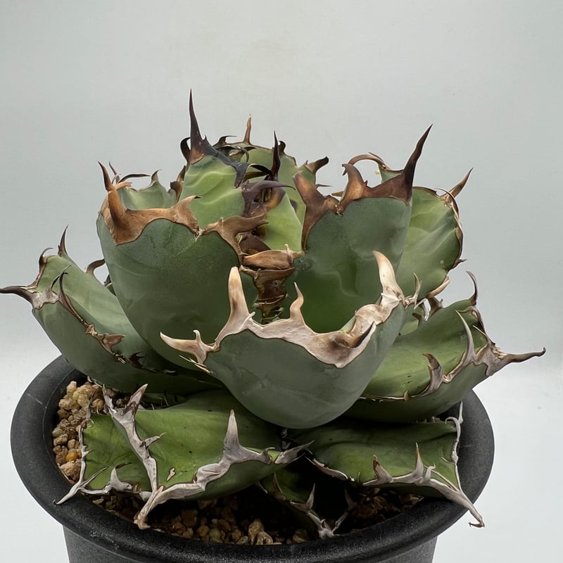 アガベ チタノタ　スペシャル　/ 胖鯨　オテロイ アガベ チタノタ スペシャル / 胖鯨 オテロイ 【公式通販】