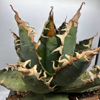 Agave titanota ロブスター子株(Lize血統) 　抜き苗発送