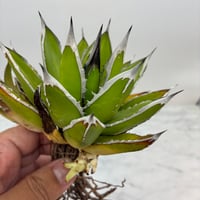 ホリダx笹之雪(No.20) 子株(Lize血統) 　抜き苗発送