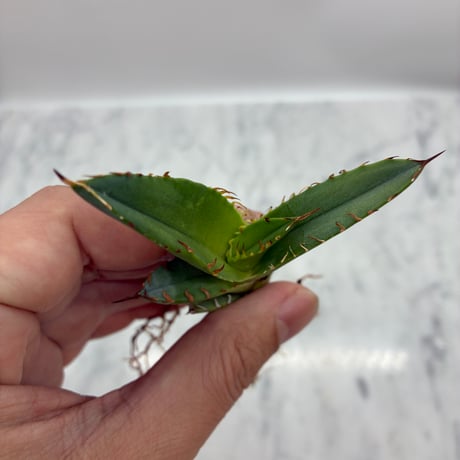 キシロハイブリッド　子株④(Lize血統) 抜き苗発送