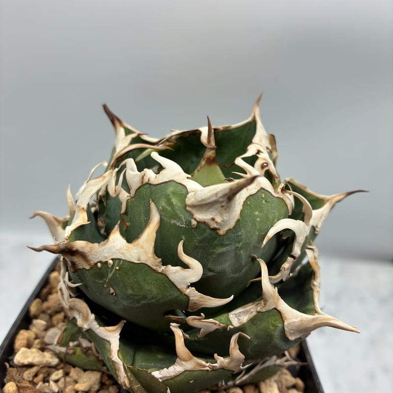 Agave titanota COK子株② 抜き苗発送 | AgaveLives